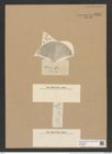 Coscinodiscus weyprechtii Grun. (de-Toni-Nr.: Genus 202, Species 5039) Zeichnungen Sammlung Grunow Nr. 8784 (NHMW-BOT-W0378384)